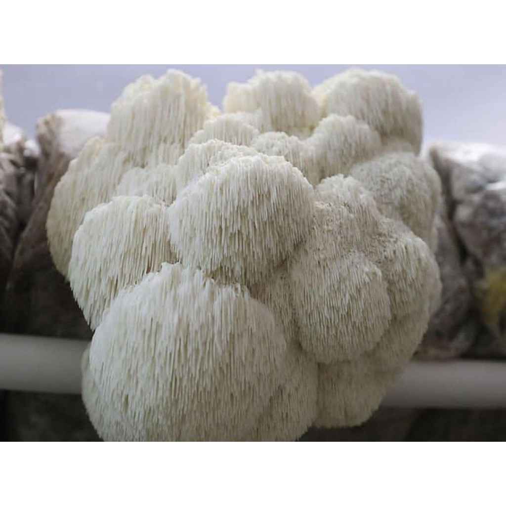 Guide to Growing Mushrooms at Home 1 Lion’s Mane Pride (Hericium erinaceus) Log Dowel Mushroom Plug Spawn: white, shaggy mushrooms with long, thin spines growing in dense clusters.