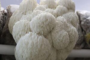 Lion's Mane Mushroom