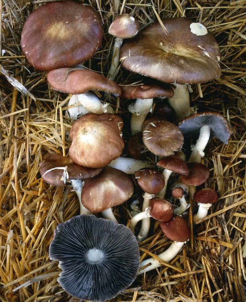 Growing Wine Cap and Golden Wine Cap Mushrooms, Stropharia rugosoannulata 1 Stropharia rugosoannulata, Wine cap mushroom on straw bale