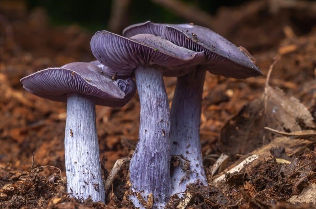 Growing Wood Blewit Mushrooms, Collybia nuda , formerly known as Lepista nuda and Clitocybe nuda in Australia 1 Wood blewit Clitocybe nuda formerly known as Lepista nuda