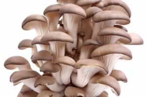 Sawdust spawn for mushroom log inoculation & outdoor garden bed (3kg) – Tan Oyster (Pleurotus ostreatus): ideal for growing clusters of fresh oyster mushrooms with light brown caps and white stems.