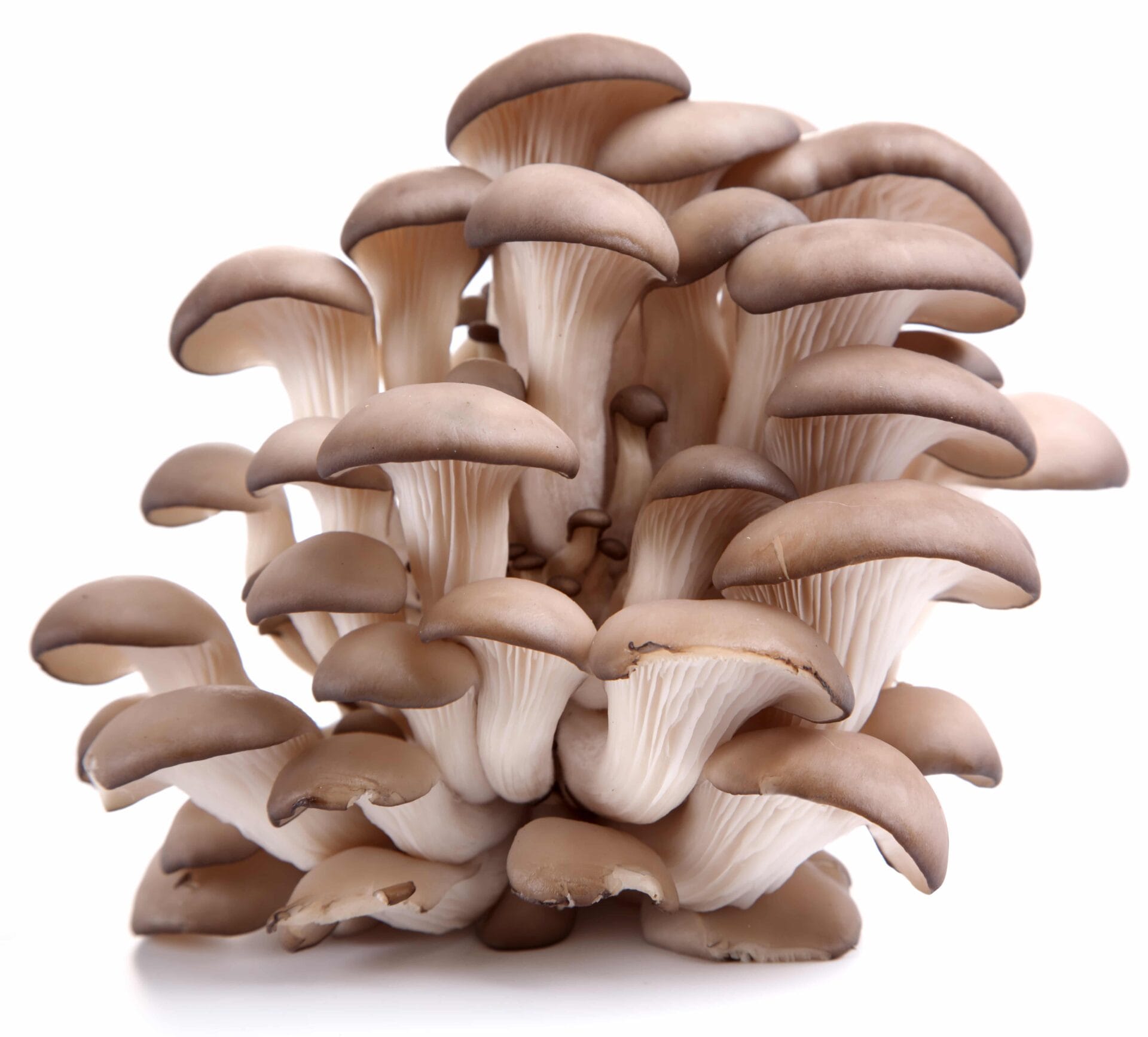 Sawdust spawn for mushroom log inoculation & outdoor garden bed (3kg) – Tan Oyster (Pleurotus ostreatus): ideal for growing clusters of fresh oyster mushrooms with light brown caps and white stems.