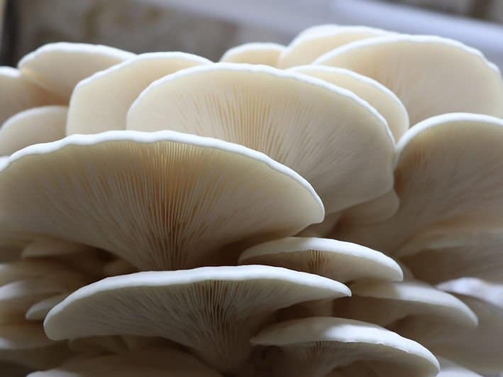 Close-up of Warm White Oyster mushrooms (Pleurotus ostreatus) grown from Log Dowel Mushroom Plug Spawn, showing their delicate gills and layered caps.