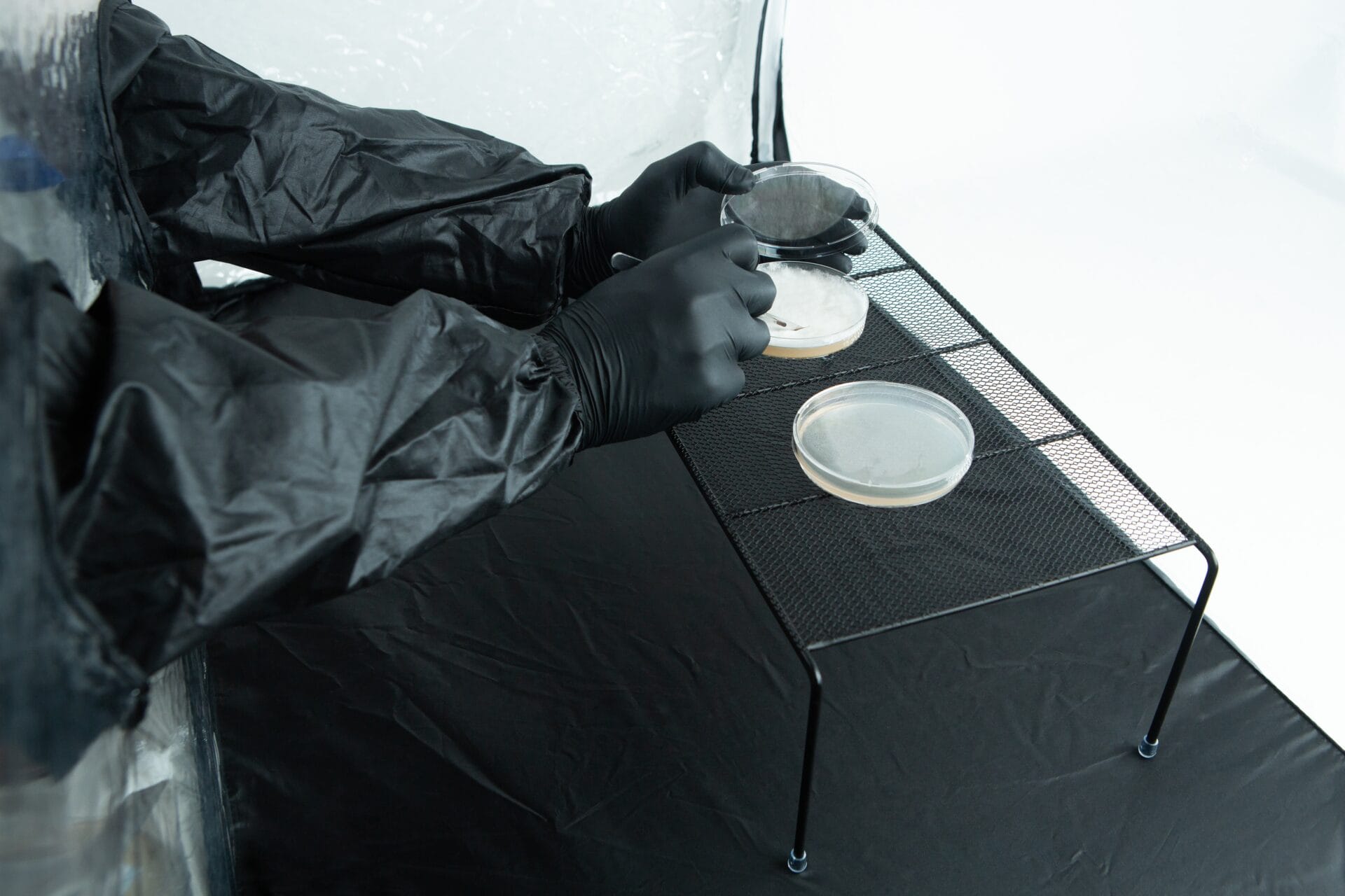 Person in black gloves and suit handling petri dishes on a metal rack in a laboratory setting.