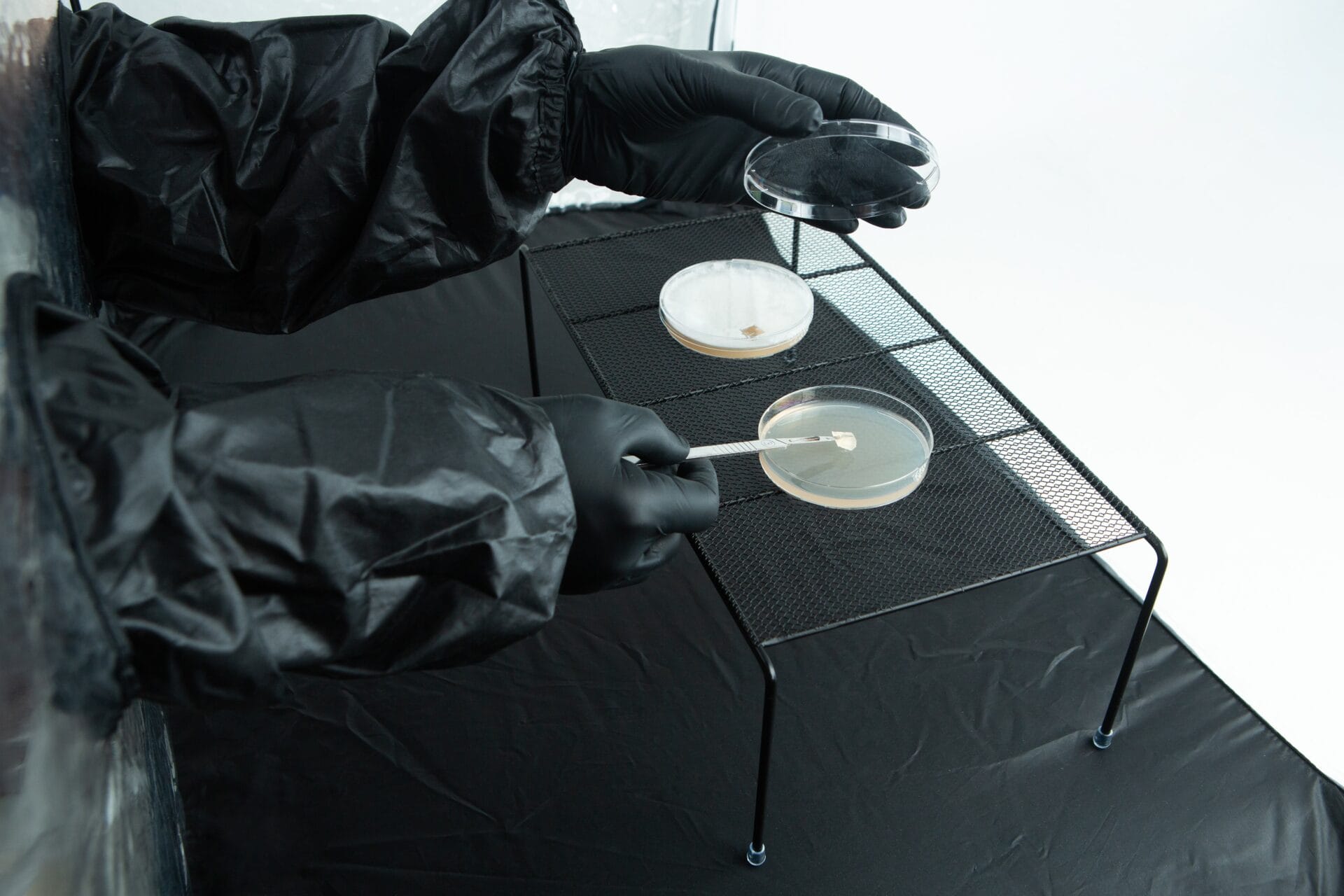 Person in black gloves and lab coat handling petri dishes on a metal rack with a cotton bud.