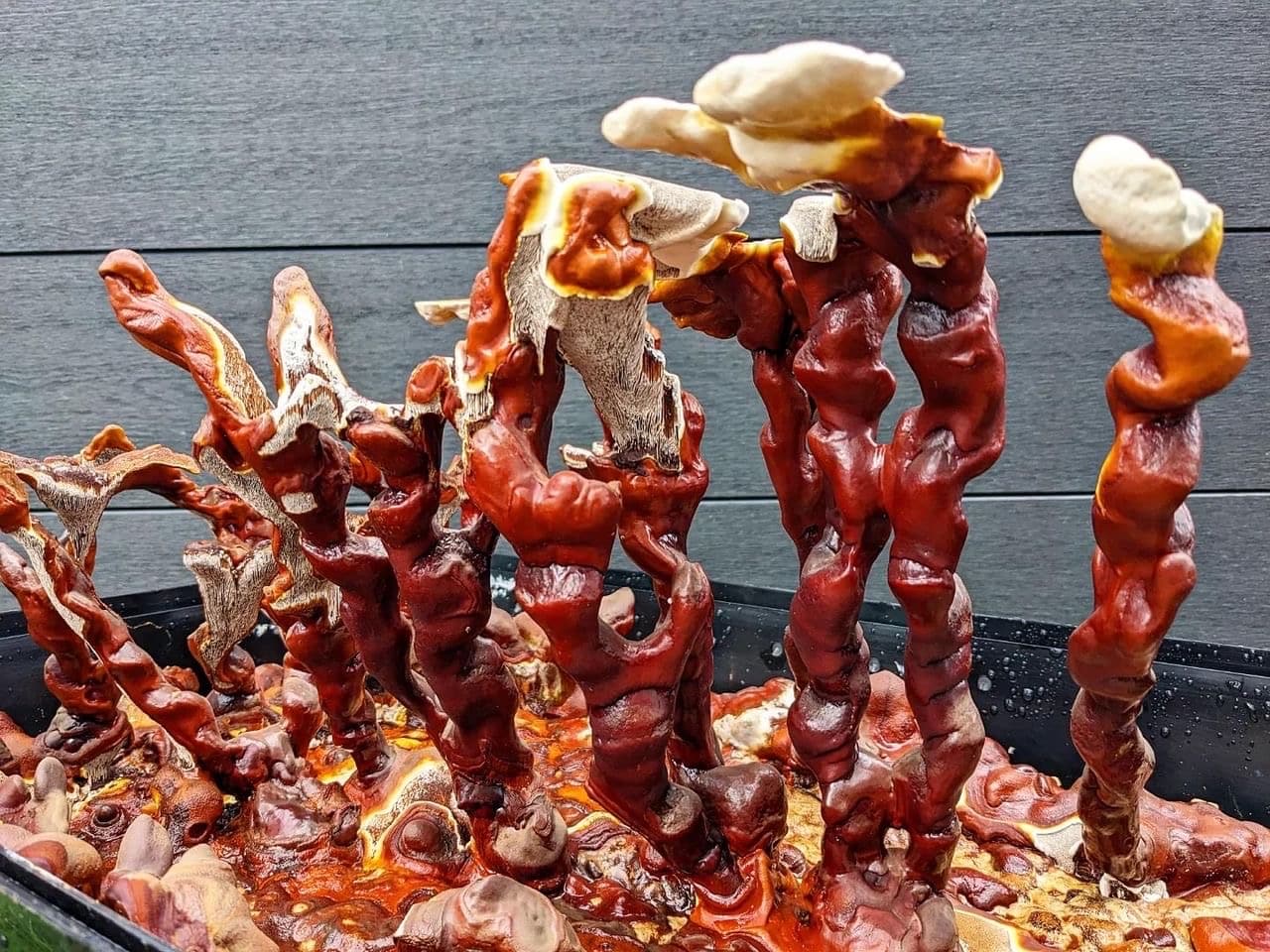 Red and brown twisted mushrooms with cream caps grow closely together in a Max Yield Bins Monotub kit against a dark background.