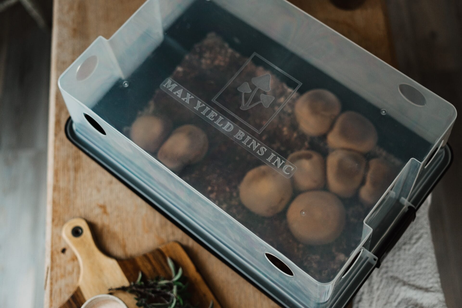 A clear plastic box labelled MAX YIELD BINS INC holds growing mushrooms on a wooden table.
