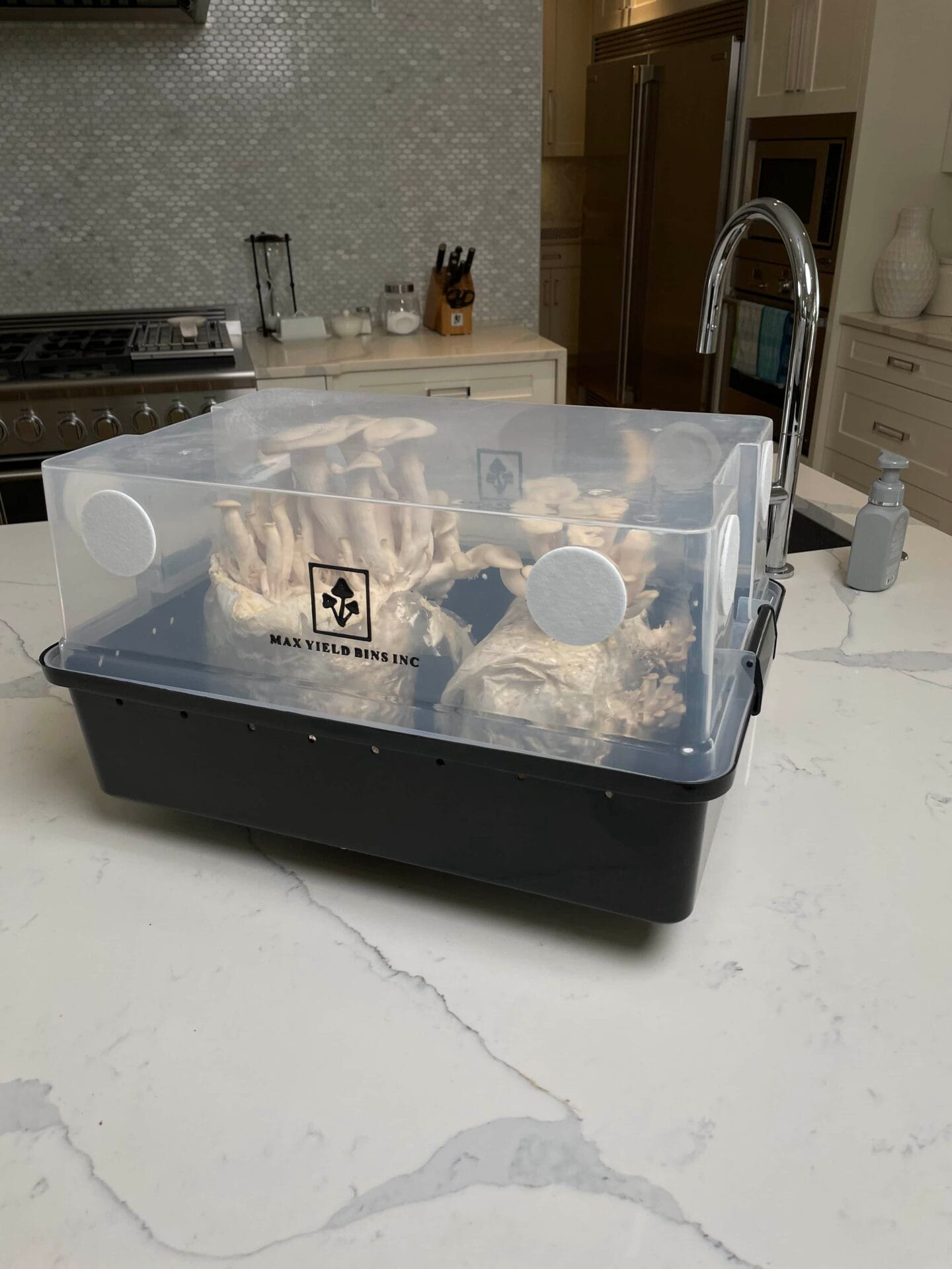 A monotub kit for growing mushrooms—Max Yield Bins, filled with mushrooms, sits on a white kitchen worktop near a sink.