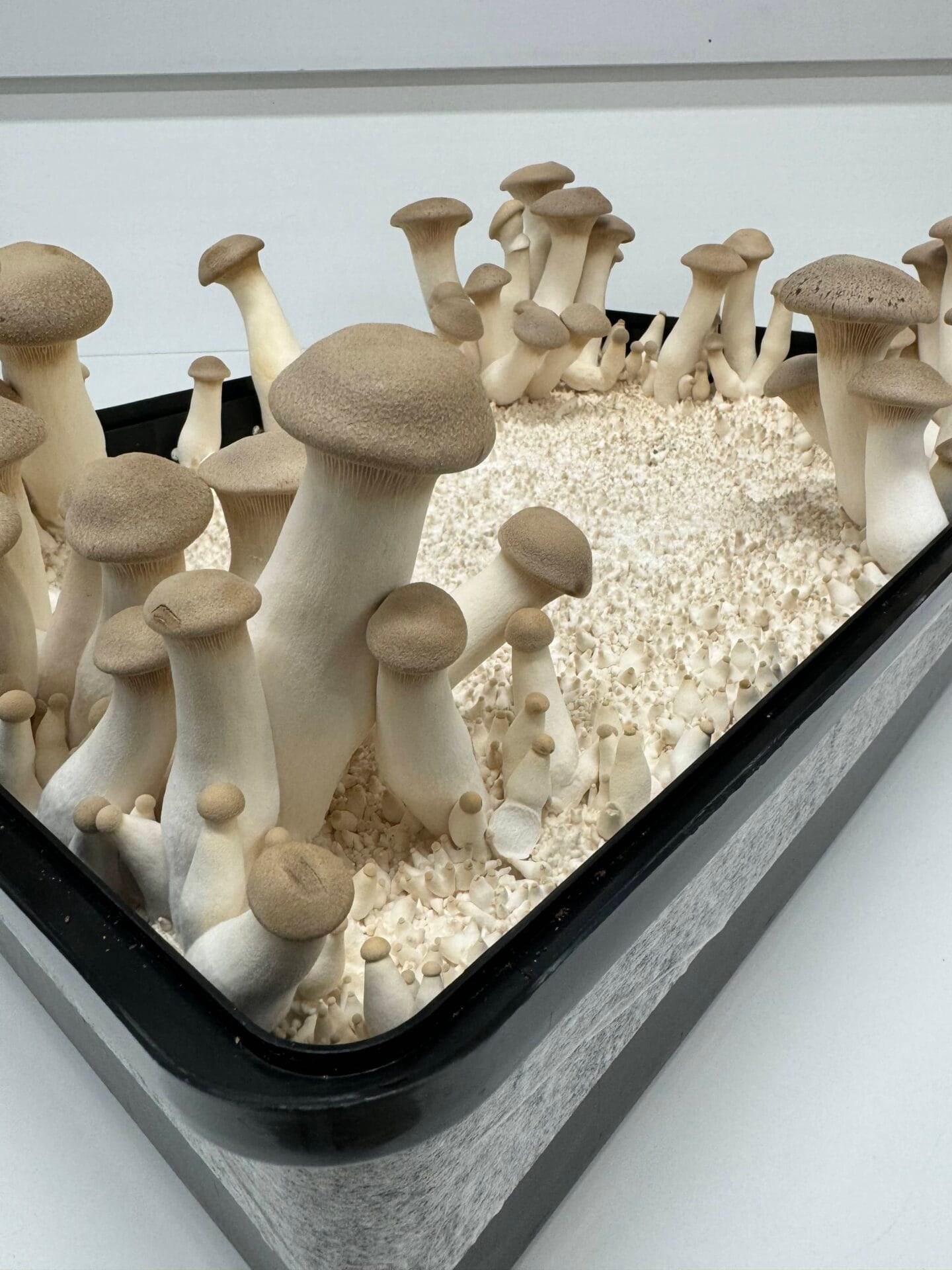 King oyster mushrooms growing in clusters inside a Max Yield Bins monotub kit, a black rectangular container filled with substrate for mushroom cultivation.