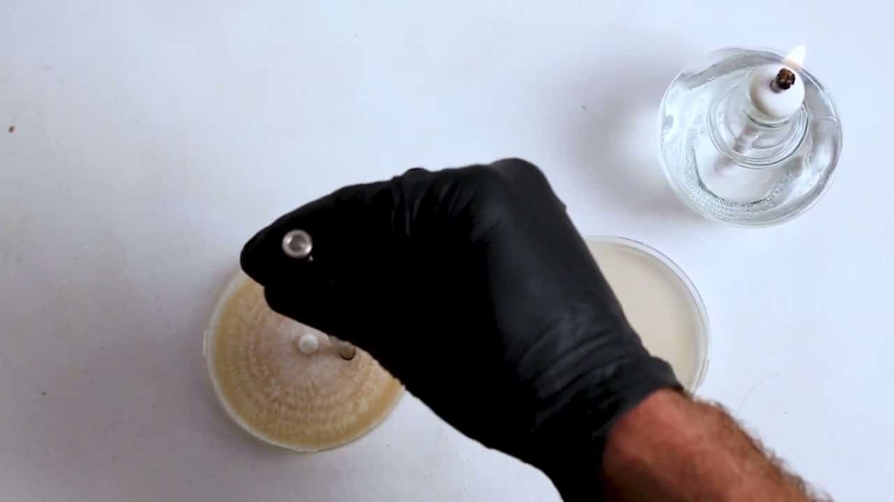 A gloved hand inoculates a petri dish beside a lit spirit lamp on a white surface.