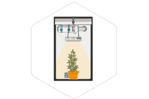 Greenhouse & Hydroponics