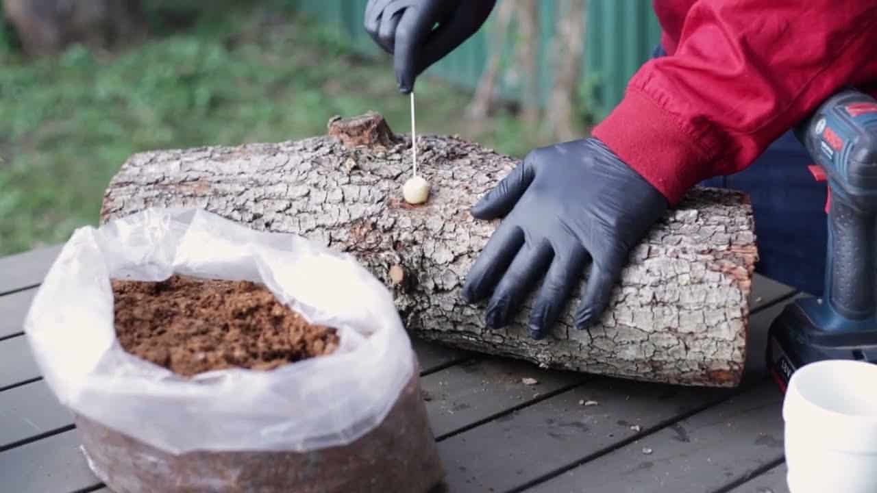 A person in black gloves inserts a mushroom spore into a log on an outdoor table, using quality mushroom growing supplies from Mushroom Supplies Australia.