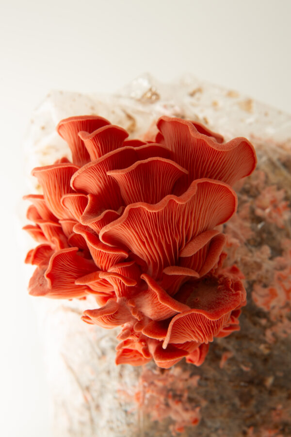 Bright pink clusters of Pink Oyster (Pleurotus djamour) mushrooms grow from the 3kg Mushroom Grow Kit—Spray and Grow—against a white background.