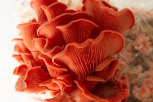 Bright pink clusters of Pink Oyster (Pleurotus djamour) mushrooms grow from the 3kg Mushroom Grow Kit—Spray and Grow—against a white background.
