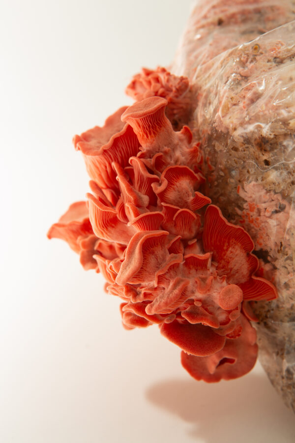 Pink Oyster (Pleurotus djamour) mushrooms from the 3kg Spray and Grow Mushroom Growing Kit emerge from a plastic-wrapped substrate block, set against a white background.