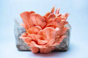 Pink Oyster mushrooms (Pleurotus djamor) thrive on a log, showcased against a light blue background, grown using the Pink Oyster | Pleurotus djamor | Mushroom Grow Kit - Spray and Grow - 3kg.
