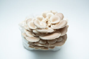 A cluster of Tan Oyster (Pleurotus ostreatus) mushrooms from the 3kg Mushroom Grow Kit - Spray and Grow is seen growing from its white substrate against a plain white background.