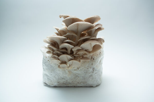 Tan Oyster (Pleurotus ostreatus) mushrooms emerging from the 3kg Mushroom Grow Kit—Spray and Grow—showcasing the ease and beauty of home mushroom cultivation.