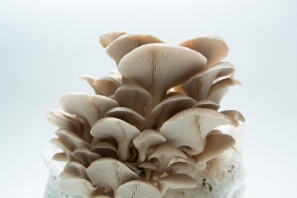 Close-up of Tan Oyster (Pleurotus ostreatus) mushrooms growing in a cluster, featured with the Mushroom Grow Kit - Spray and Grow, 3kg.