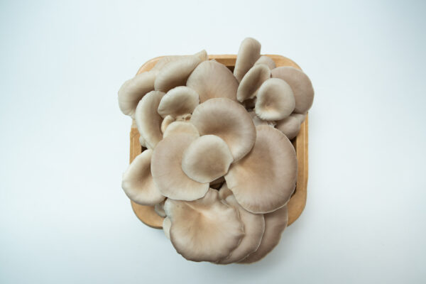 A 3kg Tan Oyster (Pleurotus ostreatus) Mushroom Growing Kit - Spray and Grow, viewed from above on a white background.