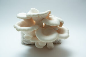 A cluster of Snow White Oyster mushrooms (Pleurotus ostreatus) thriving on the Snow White Oyster | Pleurotus ostreatus | Mushroom Grow Kit – Spray and Grow, set against a plain white background.