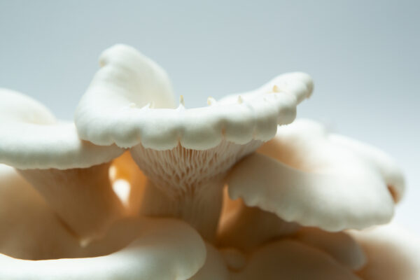 Close-up of Snow White Oyster (Pleurotus ostreatus) mushrooms displays delicate gills and smooth caps—excellent results from the Snow White Oyster | Pleurotus ostreatus | Mushroom Grow Kit- Spray and Grow.