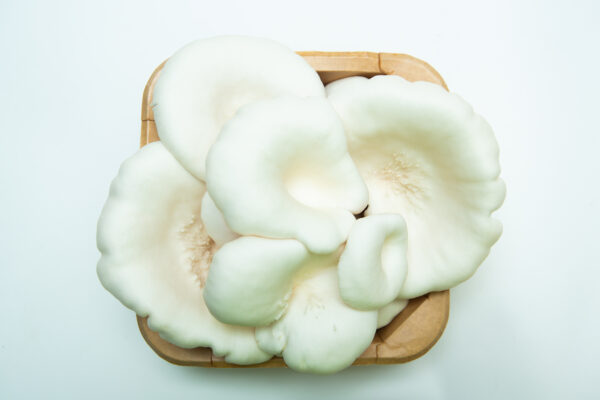 A basket featuring the Snow White Oyster | Pleurotus ostreatus | Mushroom Grow Kit– Spray and Grow is displayed on a white background.
