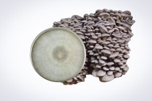 A cluster of Princess of Pearl Oyster (Pleurotus ostreatus) from our Mushroom Fruiting Blocks – 3kg sits beside a petri dish showing white fungal growth.