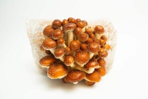 A cluster of brown and white Chestnut (Pholiota adiposa) mushrooms grows from 3kg Mushroom Fruiting Blocks—available wholesale for farms—against a white background.