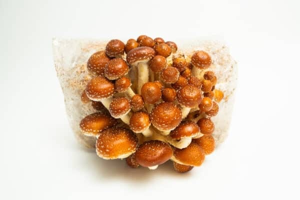 A cluster of brown and white Chestnut (Pholiota adiposa) mushrooms grows from 3kg Mushroom Fruiting Blocks—available wholesale for farms—against a white background.
