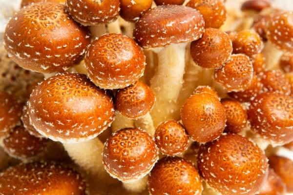 Close-up of brown, round Chestnut (Pholiota adiposa) mushrooms with speckled caps, grown on 3kg Mushroom Fruiting Blocks—ideal for farm wholesale.