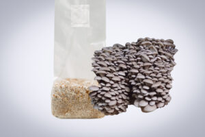 A cluster of Princess of Pearl Oyster (Pleurotus ostreatus) mushrooms grows from a 3kg Mushroom Fruiting Block, ideal for farms and wholesale cultivation.