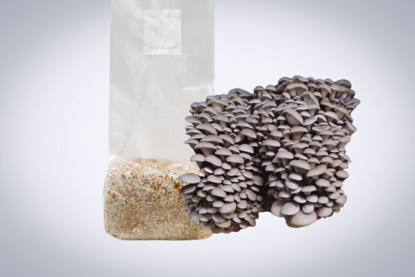 A cluster of Princess of Pearl Oyster (Pleurotus ostreatus) mushrooms grows from a 3kg Mushroom Fruiting Block, ideal for farms and wholesale cultivation.