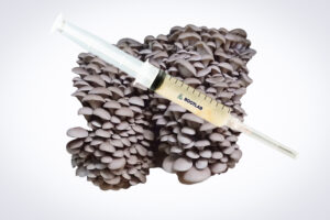 A syringe with liquid sits on Princess of Pearl Oyster (Pleurotus ostreatus) mushrooms, illustrating our 3kg Mushroom Fruiting Blocks—ideal for farms seeking wholesale cultivation solutions.