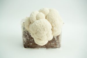 A Lion’s Mane Pride 3kg mushroom fruiting block (Hericium erinaceus, wholesale for farms) with Lion’s Mane mushrooms growing against a white background.