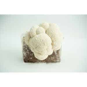 A Lion’s Mane Pride 3kg mushroom fruiting block (Hericium erinaceus, wholesale for farms) with Lion’s Mane mushrooms growing against a white background.