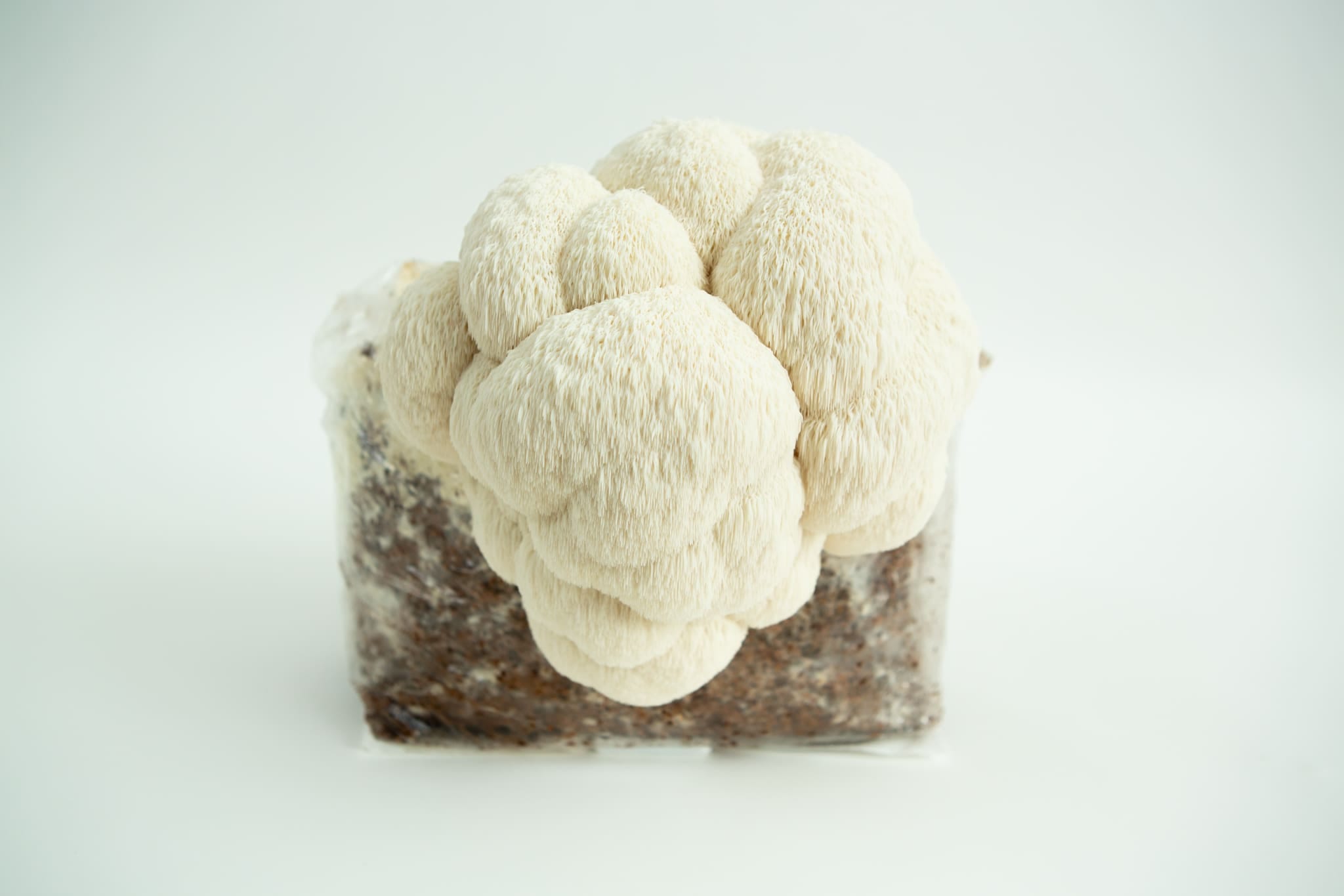 A Lion’s Mane Pride 3kg mushroom fruiting block (Hericium erinaceus, wholesale for farms) with Lion’s Mane mushrooms growing against a white background.