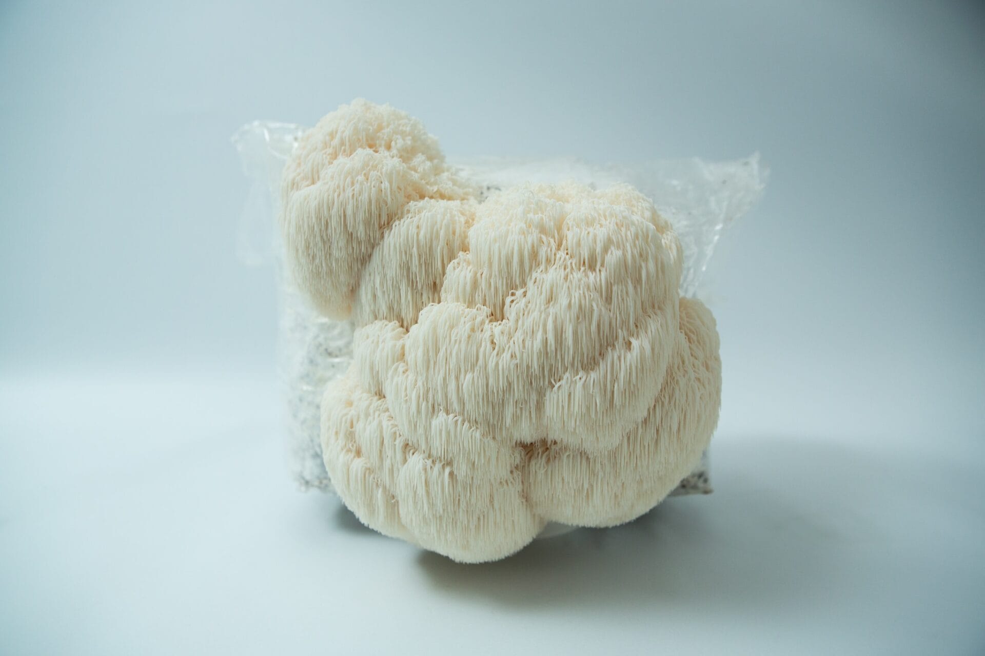 Lion’s Mane Claw Heat Tolerant (Hericium erinaceus) mushrooms sprouting from a 3kg Mushroom Grow Kit – Spray and Grow, set against a plain light background.