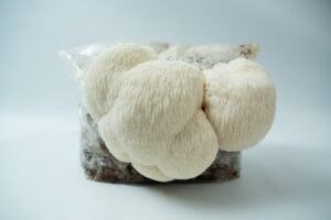 A cluster of white Lion’s Mane mushrooms (Hericium erinaceus) grows from the Lion’s Mane Claw Heat Tolerant Mushroom Grow Kit – Spray and Grow, 3kg, inside a plastic bag with a blurred background.