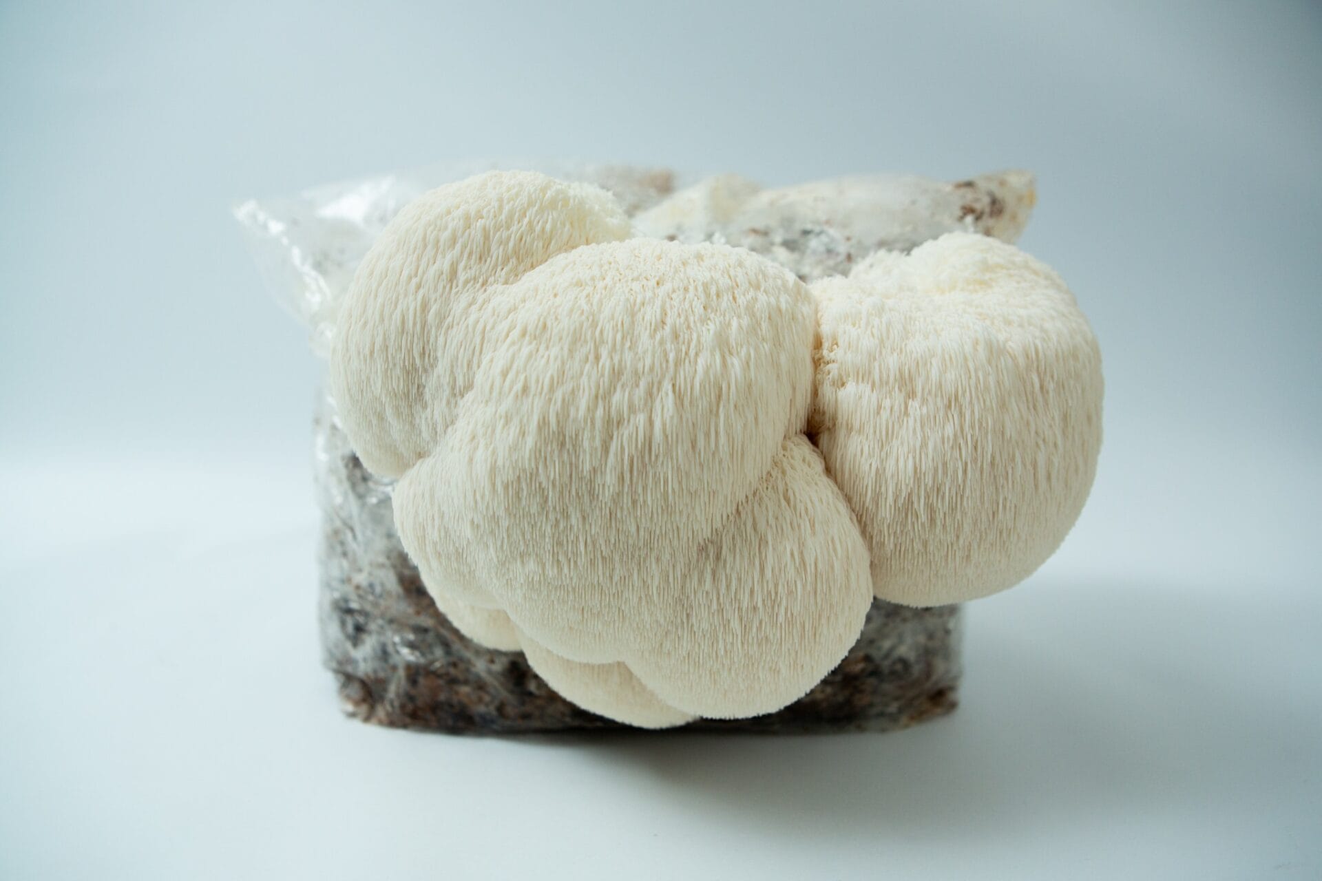 A cluster of white Lion’s Mane mushrooms (Hericium erinaceus) grows from the Lion’s Mane Claw Heat Tolerant Mushroom Grow Kit – Spray and Grow, 3kg, inside a plastic bag with a blurred background.