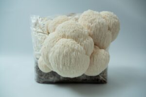 Lion’s Mane Claw Heat Tolerant (Hericium erinaceus) mushrooms growing from a 3kg Spray and Grow Mushroom Grow Kit substrate bag against a plain white background.