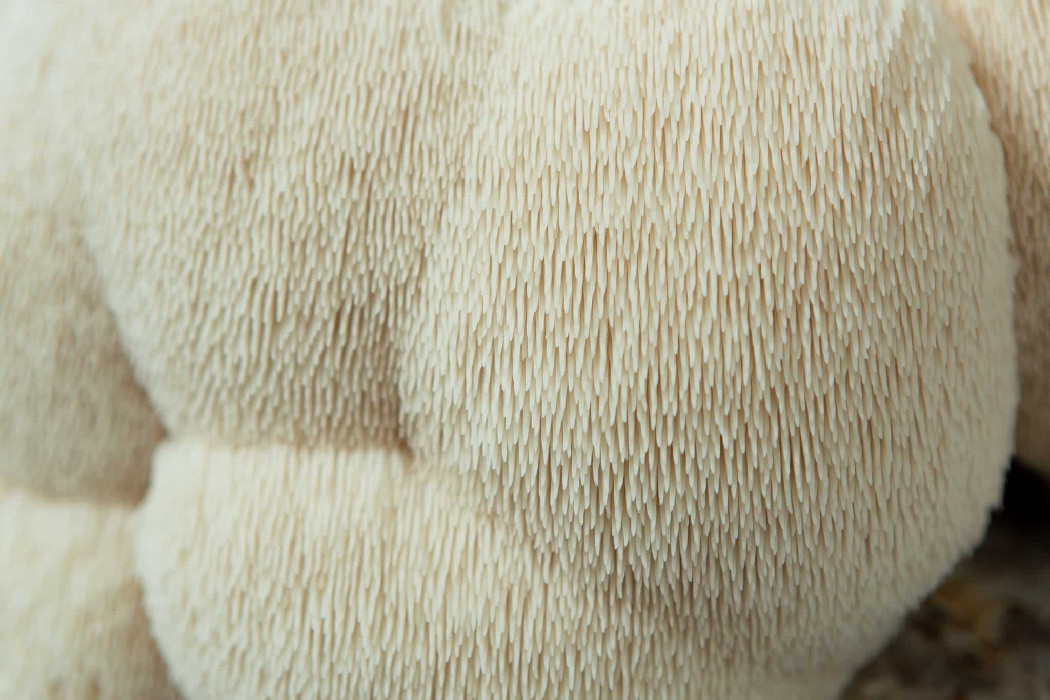 Close-up of the Lion’s Mane Claw Heat Tolerant (Hericium erinaceus) shows its dense, white spines—perfect for home cultivation with the 3kg Mushroom Grow Kit: Spray and Grow.