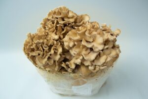 Cluster of light brown, ruffled mushrooms growing from a white substrate, cultivated using the Lion’s Mane Claw Heat Tolerant | Hericium erinaceus | Mushroom Grow Kit - Spray and Grow - 3kg.