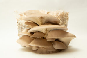 Princess of Pearl Oyster (Pleurotus ostreatus) mushrooms fruiting from 3kg blocks, highlighting the quality of our wholesale mushroom fruiting blocks—ideal for farms seeking top-tier yields.