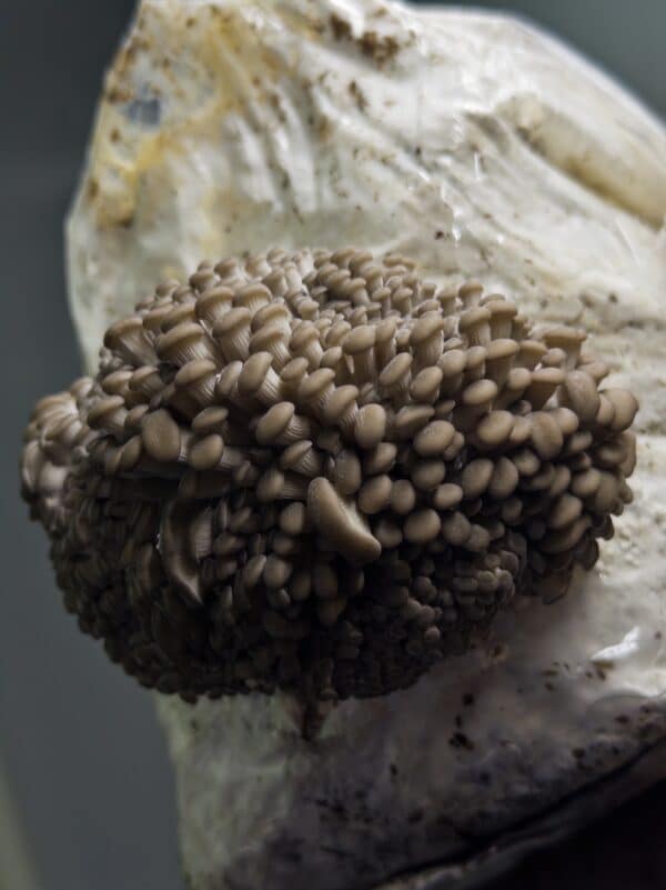 Princess of Pearl Oyster (Pleurotus ostreatus) Mushroom Fruiting Blocks, 3kg, deliver reliable and abundant harvests—ideal wholesale option for farms seeking quality oyster mushrooms.
