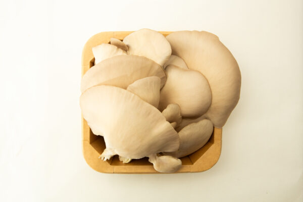 A wooden tray with fresh Oyster Mushrooms (Pleurotus ostreatus), harvested from 3kg mushroom fruiting blocks (wholesale for farms), displayed on a plain white background.