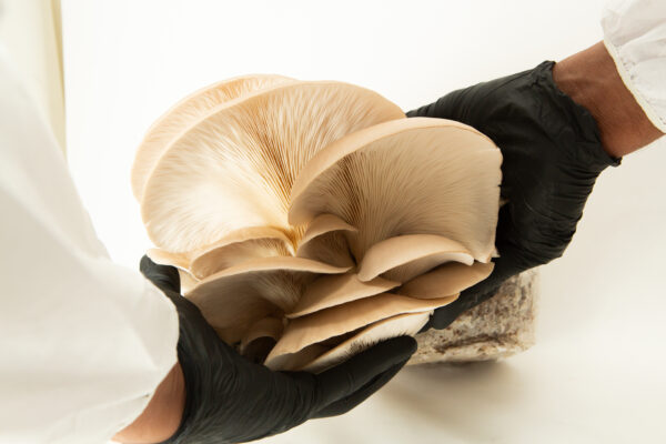 Hands in black gloves hold a cluster of Princess of Pearl Oyster (Pleurotus ostreatus) mushrooms, freshly harvested from 3kg Mushroom Fruiting Blocks (Wholesale for Farms), against a white background.