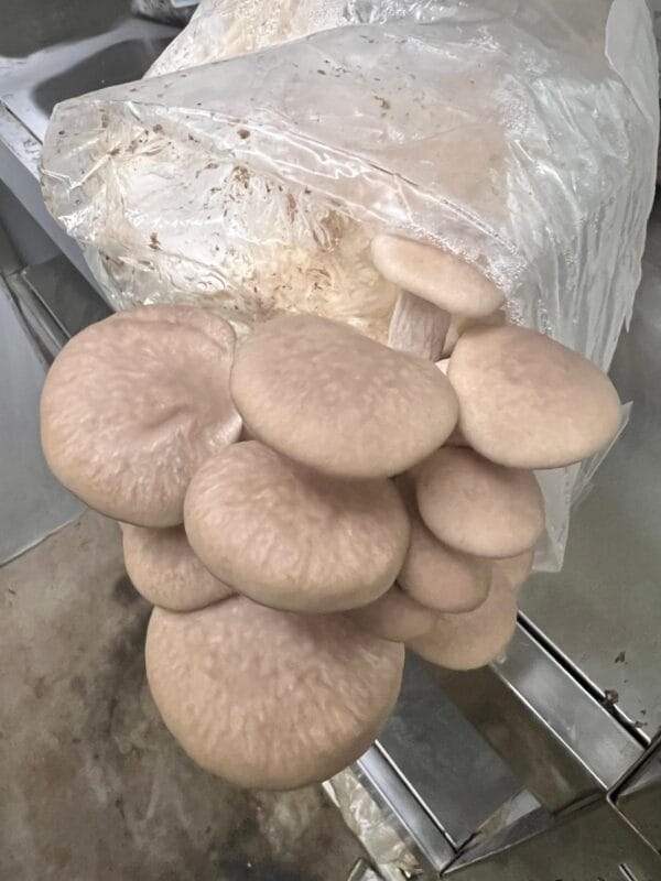 A cluster of warm white oyster mushrooms (Pleurotus ostreatus) grows from the 3kg Spray and Grow Mushroom Growing Kit on a metal shelf.