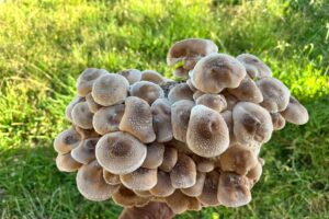 A hand holds a large cluster of light brown Lentinula edodes from the Shiitake – 3782 Mushroom Grow Kit (Spray and Grow, 3kg) outdoors, with grass in the background.