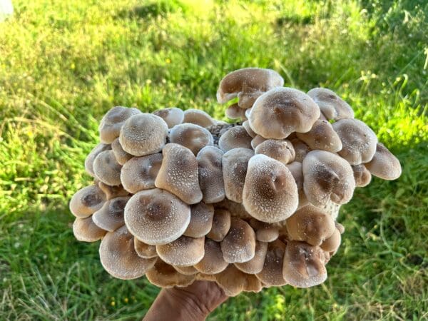A hand holds a large cluster of light brown Lentinula edodes from the Shiitake – 3782 Mushroom Grow Kit (Spray and Grow, 3kg) outdoors, with grass in the background.
